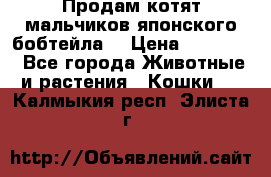 Продам котят мальчиков японского бобтейла. › Цена ­ 30 000 - Все города Животные и растения » Кошки   . Калмыкия респ.,Элиста г.